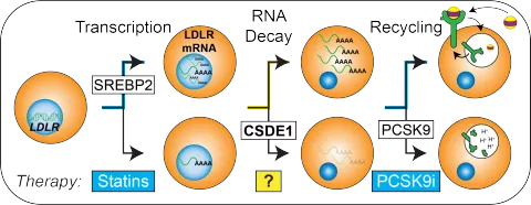 CSDE1 Project Schematic