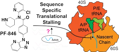 Translation Stalling Project Schematic